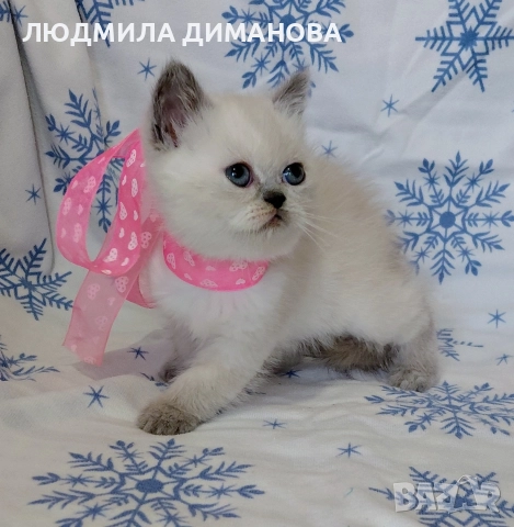 Персийско екзотично момиче. , снимка 12 - Персийска - 52883045