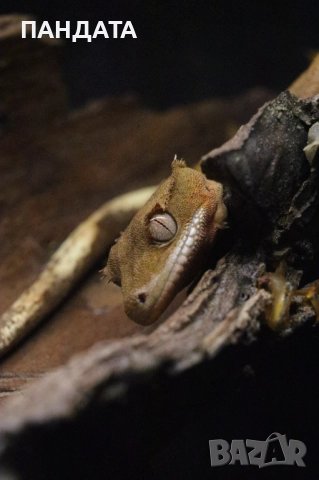 Ресничест гекон