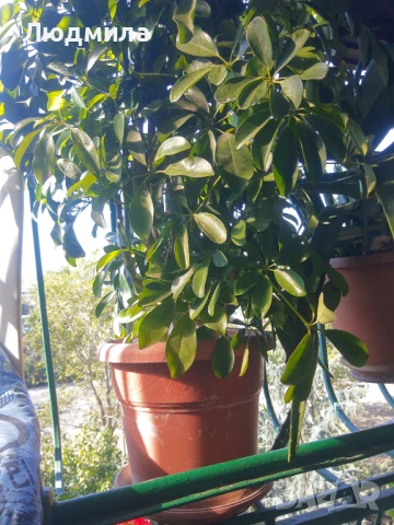 Растение,Шефлера,дърво,зелено,богато за декорация, снимка 10 - Стайни растения - 51305405