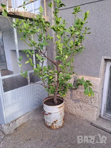 Лимон -дърво , снимка 2 - Градински цветя и растения - 49627557