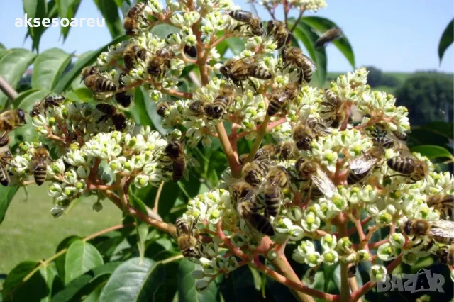 Продавам 400 висококачествени семена от медоносното дърво на пчеларя Еводия Даниели и разсад дръвчет, снимка 14 - Сортови семена и луковици - 49061583