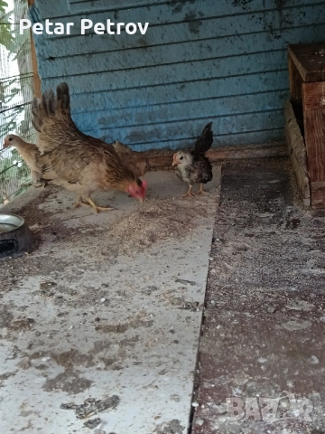 Декоративни кокошки , снимка 11 - Кокошки и пуйки - 51707427