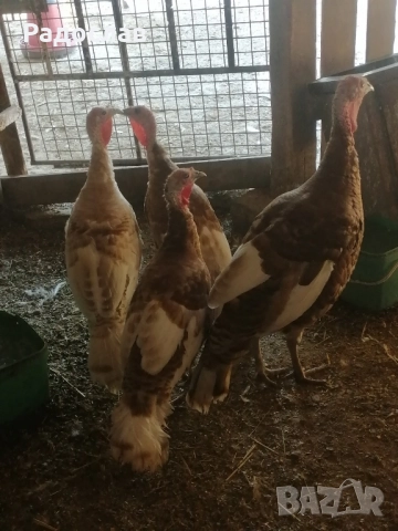Пуйки и пуяци, кокошки Носачки, петли Бройлери, ярки за яйца , снимка 5 - Кокошки и пуйки - 52406804