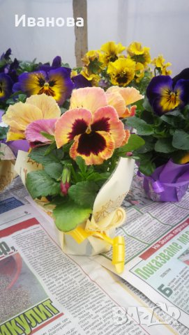 Теменужки за 8 март, снимка 1 - Градински цветя и растения - 43808236