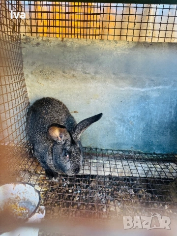 Продавам зайци на 6 месеца, снимка 6 - Други - 53056162