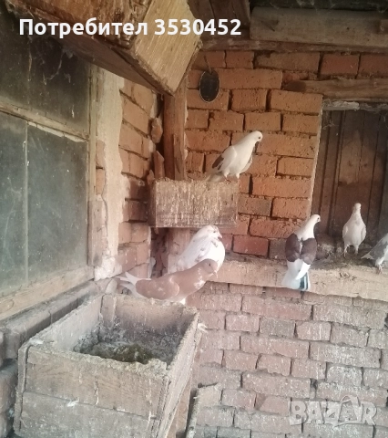 Продавам английски гушести гълъби , снимка 4 - Гълъби - 52397503