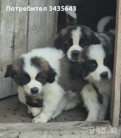 Продавам санбернари, снимка 1