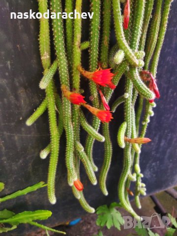 Цъфтящи кактуси и сукуленти, снимка 9 - Стайни растения - 34958811