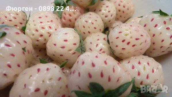 Бяла ягода - ананасова , снимка 2 - Разсади - 36835571