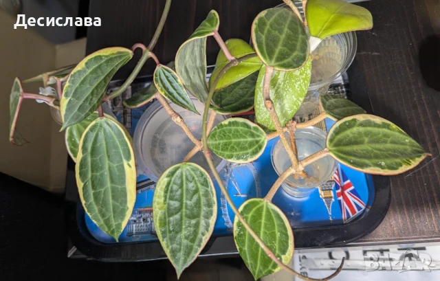 Хоя/ /Hoya macrophylla albomarginated , снимка 2 - Стайни растения - 50712670