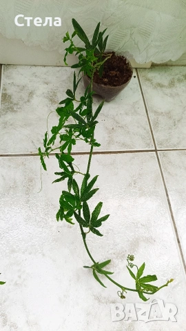 Пасифлора, бял Бенджамин, Сансевиера, мексиканска мента, Копривка , снимка 4 - Градински цветя и растения - 51170707