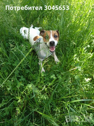 Мини Джак Ръсел търси партньорка, снимка 3 - Джак ръсел териер - 53536811