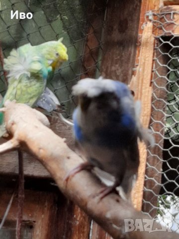 Ръчно хранени папагали , снимка 10 - Папагали - 37739280