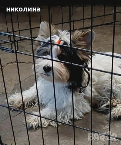 Продавам Йоркширски териер , снимка 13 - Йоркширски териер - 52706932