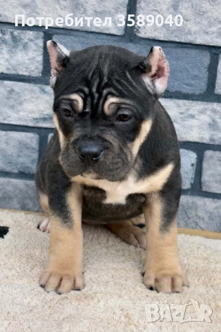 Американско Були ХЛ, снимка 5 - Други - 52942061