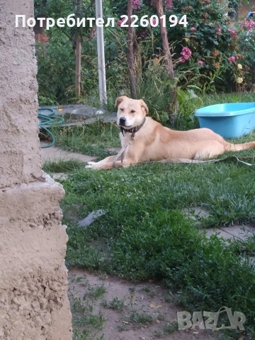 Лабрадор ретривър