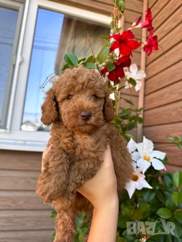 Пудел той , снимка 1