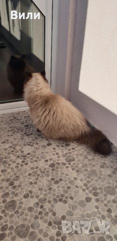 Търсим мъжки , снимка 3 - Персийска - 32652579