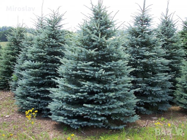Сребрист Смърч-(Picea Pungens Glauca), снимка 2 - Градински цветя и растения - 32902092