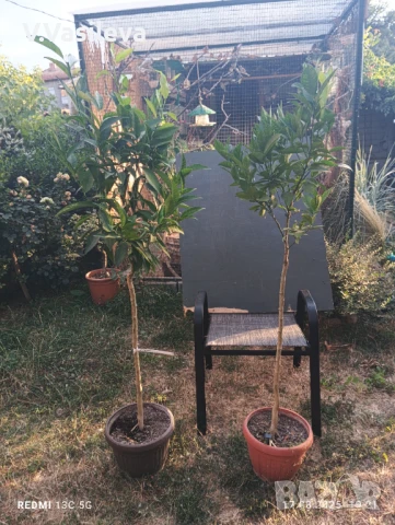 Портокал, мандарина , снимка 2 - Стайни растения - 51420968