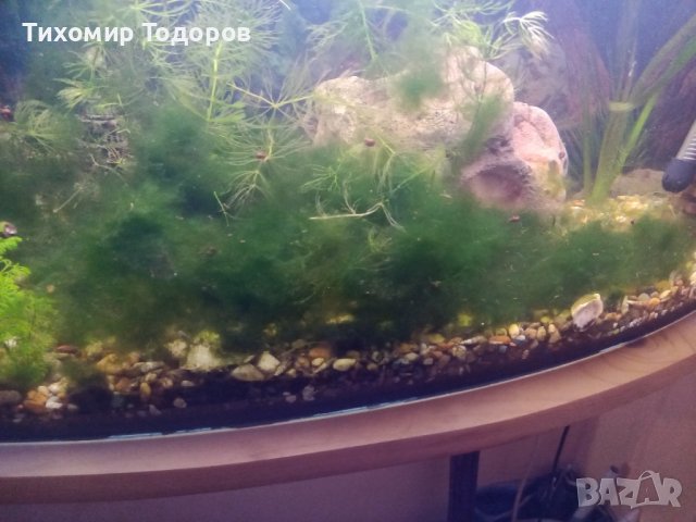 Кладенчов мъх 