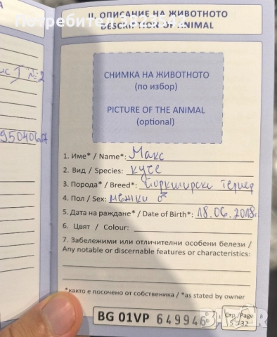 Йоркширски териер /бивер/, снимка 3 - Йоркширски териер - 52224407