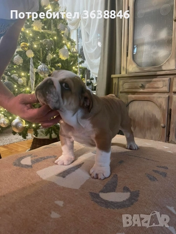 Английски булдог