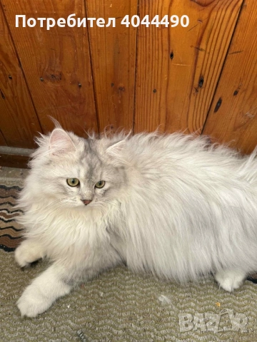 Британска дългокосместа сребърна чинчила, снимка 3 - Чинчили - 50918521