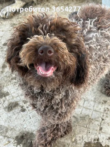 Лагото на 8 месеца научена да търси и прави апорт.Търси ново семейство!