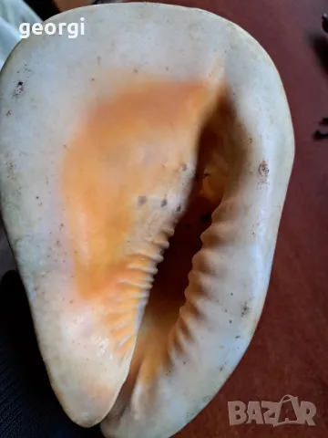 голям морски охлюв раковина, снимка 6 - Декорация за дома - 48162852