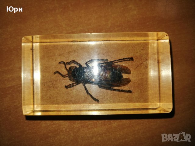 Продавам две хербаризирани насекоми в пластмасова призма, снимка 1