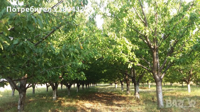 Овощна градина череши от собственик, снимка 5 - Земеделска земя - 26207054