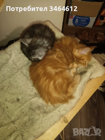 Мейн куун котенца, снимка 5 - Други - 52969975