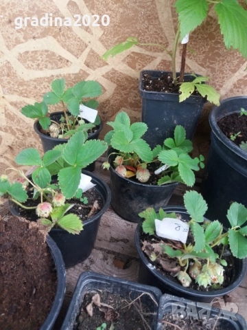 Бяла ягода - ананасова , снимка 11 - Стайни растения - 27205117