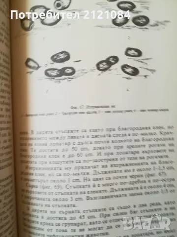 Ловно стопанство, дивечознание и рибовъдство / Ботев, Колев , снимка 8 - Специализирана литература - 48001858