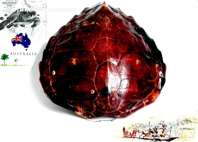 голяма коруба на австралийска костенурка