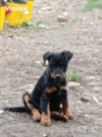 Малки ягдтериерчета на 3 месеца , обезпаразитени и с всички необходими ваксини .