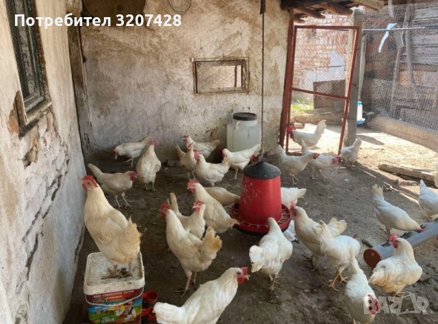 Легхорн , Легхорн Лавандула, Ломан Браун , Араукана, Австралоп! -гр.Плевен 