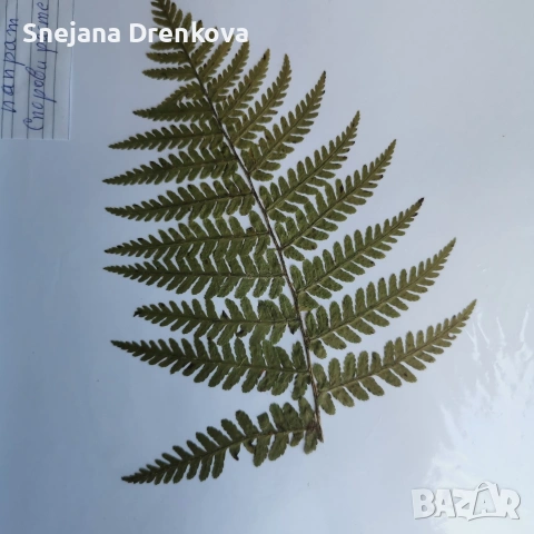 Систематичен хербарий, снимка 9 - Ученически пособия, канцеларски материали - 53034232