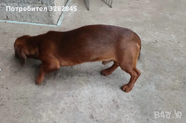 Мини дакели , снимка 6 - Дакели - 51707477