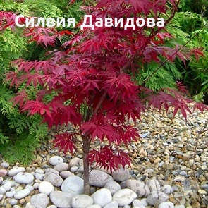 Японски клен Acer, снимка 9 - Градински цветя и растения - 52499746