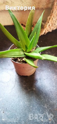 Алое със сочни листа., снимка 4 - Стайни растения - 34733917