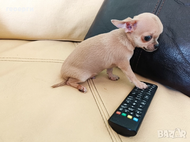  Чихуахуата, снимка 1