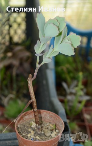 Каланхое на Федченко (Kalanchoe fedtschenkoi)