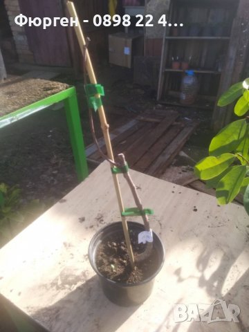 Йоща - Хибрид между касис  и цариградското грозде, снимка 3 - Разсади - 38043840