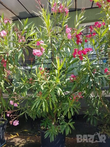 Зокум/Олеандър високи 2,50м, снимка 5 - Градински цветя и растения - 33312654