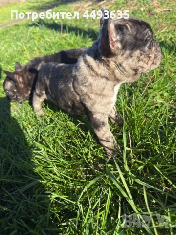 Френски булдог, снимка 2 - Френски булдог - 52665830