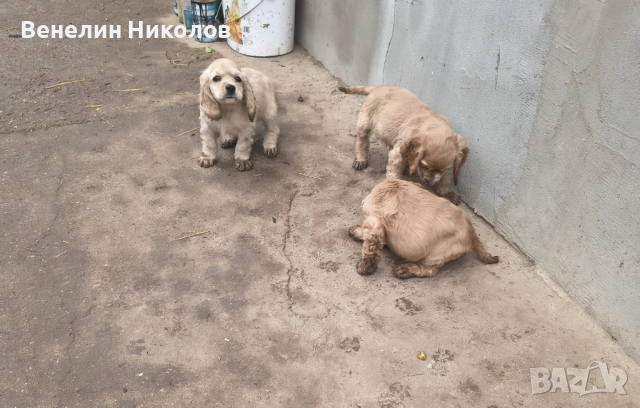 Английски кокер шпаньол , снимка 3 - Кокер шпаньол - 52335144