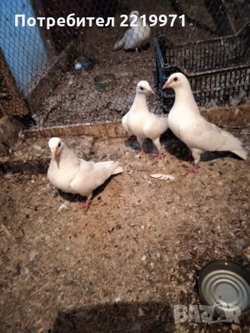  бели спортни гълаби за сватби и тържества, снимка 1