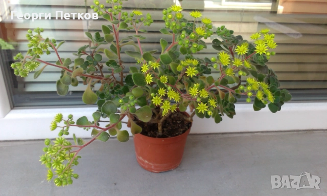 Дърво на Парите(Айхризон) - 15-20 см., снимка 3 - Стайни растения - 51983869